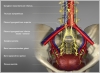 Impressive medical models by Jens Mondry - try making these organic shapes with polys