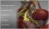 Impressive medical models by Jens Mondry - try making these organic shapes with polys